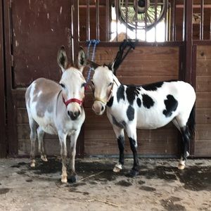 Meet your Posher, Abby